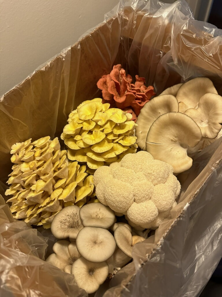 Cultivated Mushrooms