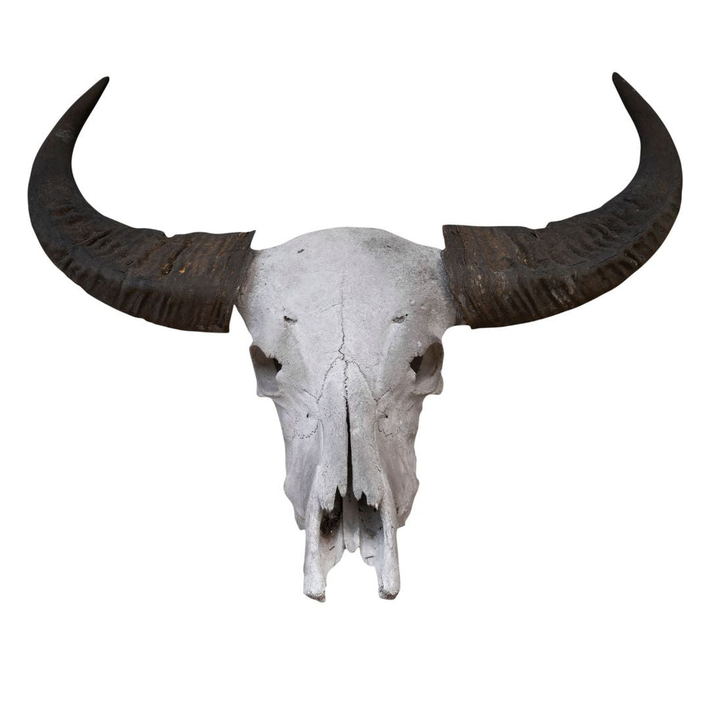 Skulls and Hides